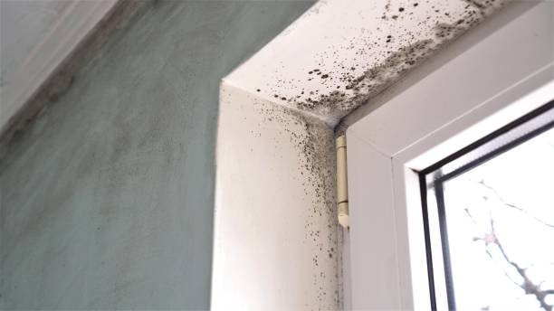 Best Asbestos and Lead Testing During Mold Inspection  in Quincy, FL